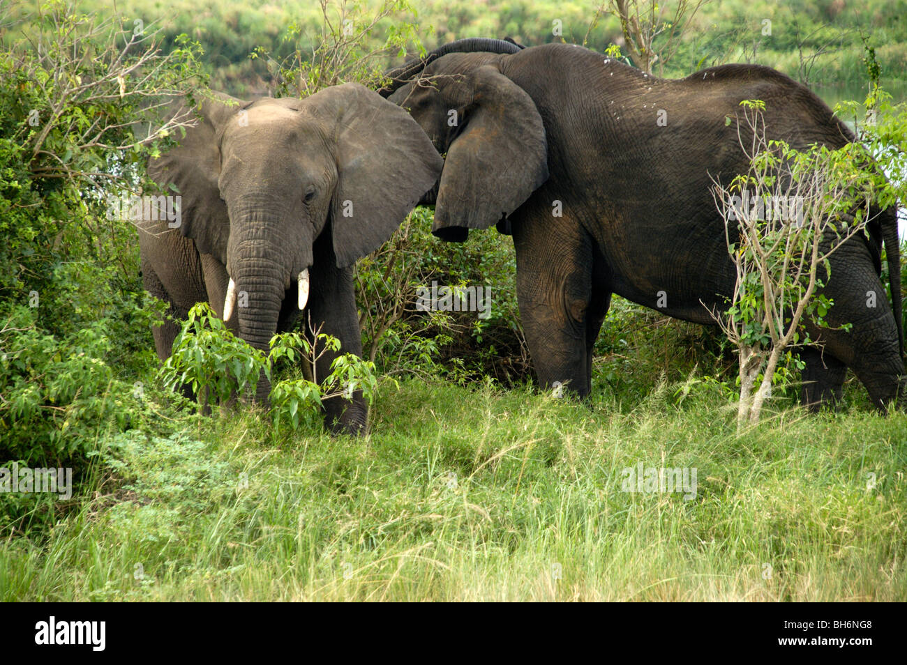 éléphants Banque D'Images