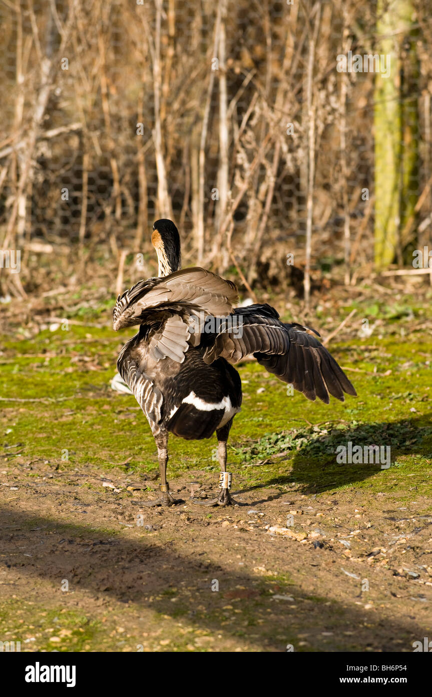 Nene ou Hawaiian Goose Branta sandvicensis, à Slimbridge WWT dans le Gloucestershire Banque D'Images