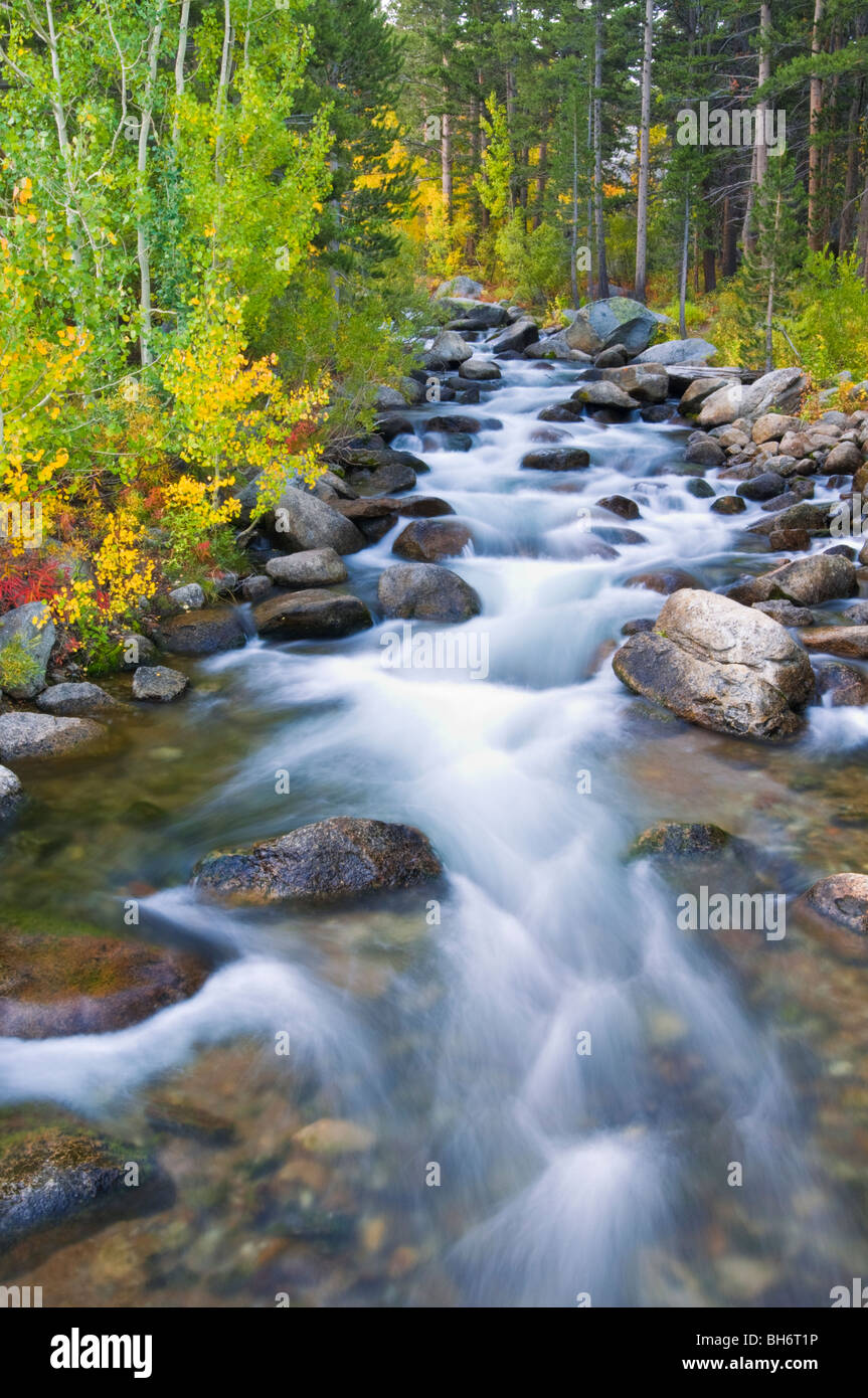 La couleur de l'automne le long de la fourche sud de Bishop Creek, Inyo National Forest, la Sierra Nevada, en Californie Banque D'Images