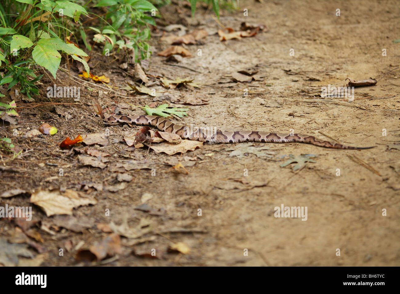 Grand SERPENT COPPERHEAD PORTANT SUR UN SENTIER DE PÊCHE CAMPING VENIMEUX DANGEREUX Morsure de serpent le plus fréquent en France Banque D'Images Grand SERPENT COPPERHEAD PORTANT SUR UN SENTIER DE PÊCHE CAMPING VENIMEUX DANGEREUX Morsure de serpent le plus fréquent en France Banque D'Images