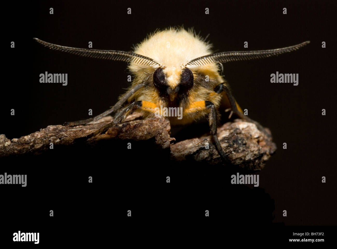 Buff mâle hyponomeute du pommier (Spilosoma luteum) Banque D'Images
