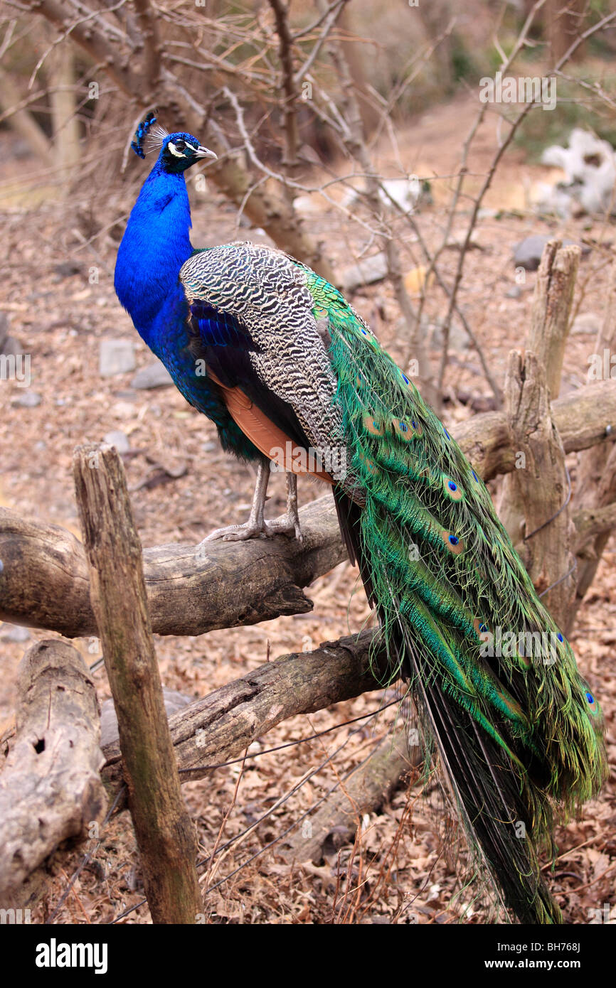 Peacock au Bronx Zoo, Bronx, NY Banque D'Images