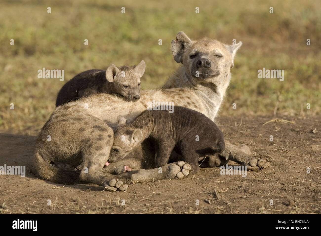L'hyène tachetée mère avec deux oursons Banque D'Images