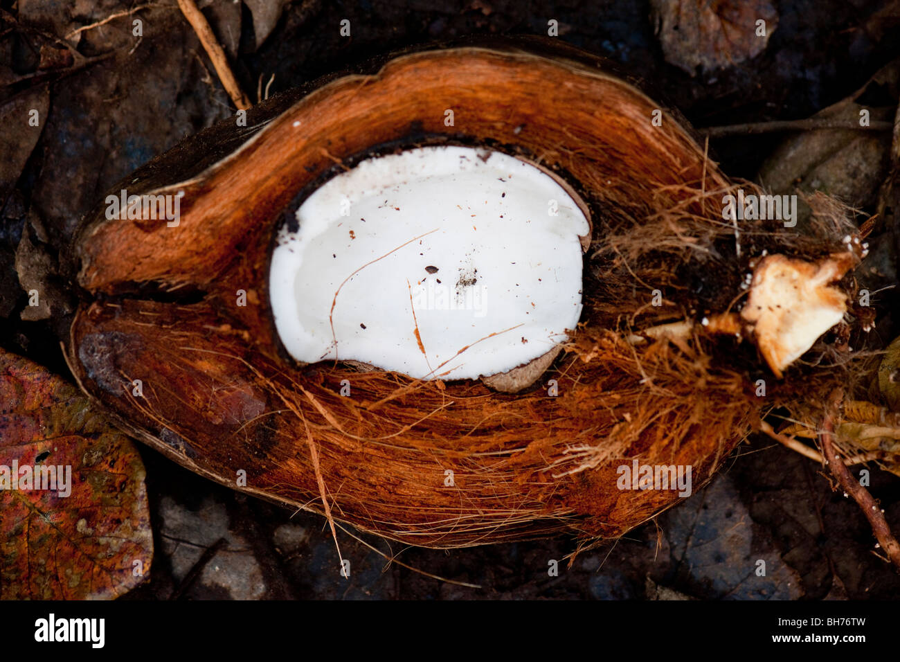 Les coquilles de noix de coco sur la plage de Tortuguero paradis idyllique près de Puerto Viejo de Talamanca au sud-est de la province de Limón, Costa Rica Banque D'Images