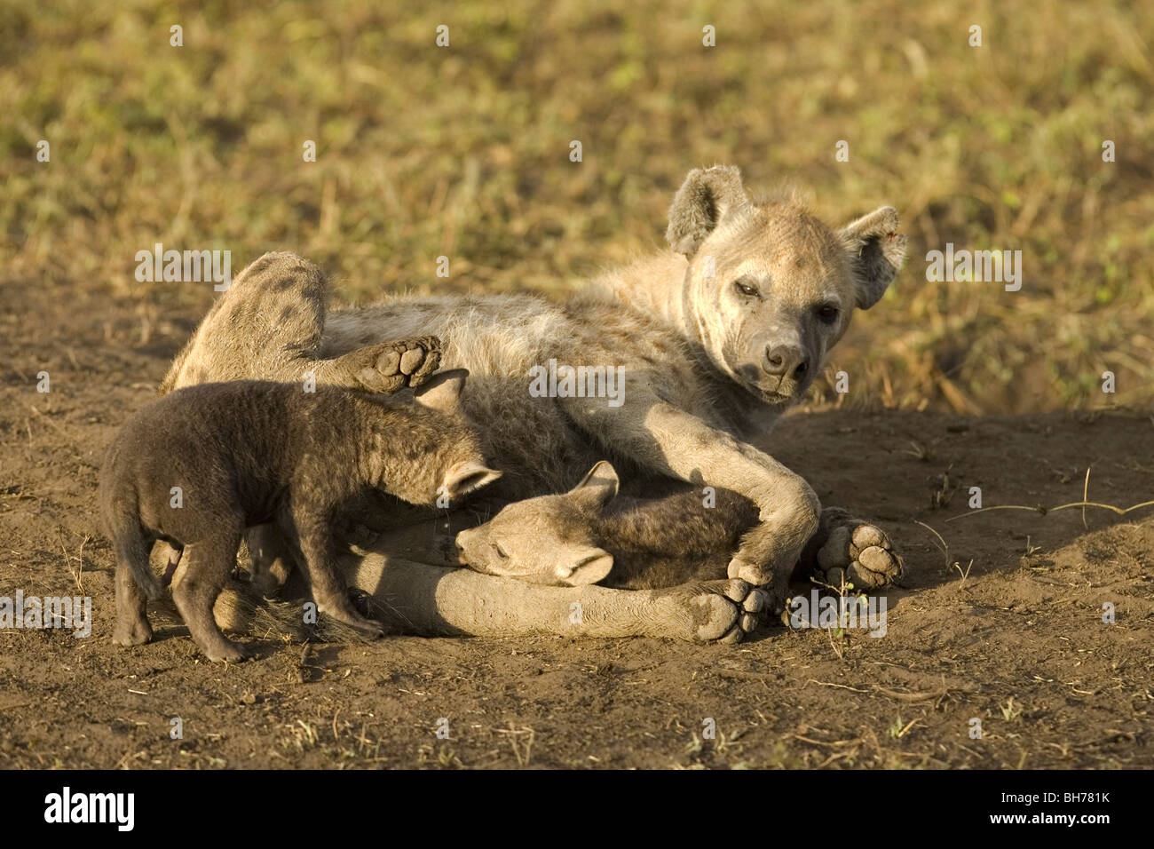 L'hyène tachetée mère avec deux oursons Banque D'Images