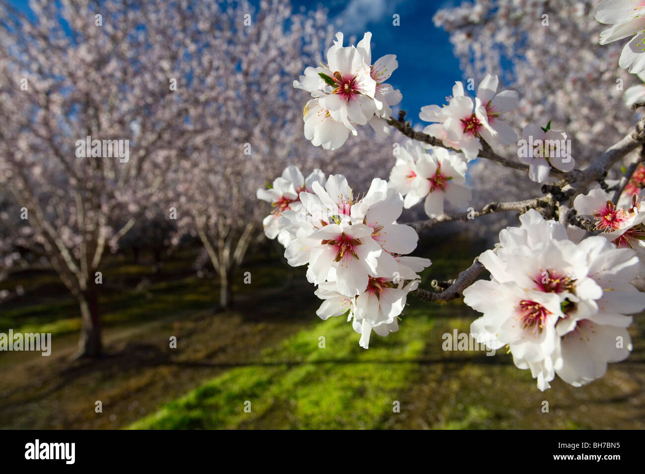Les amandiers en fleurs dans la Vallée de Sacramento en Californie du nord Banque D'Images
