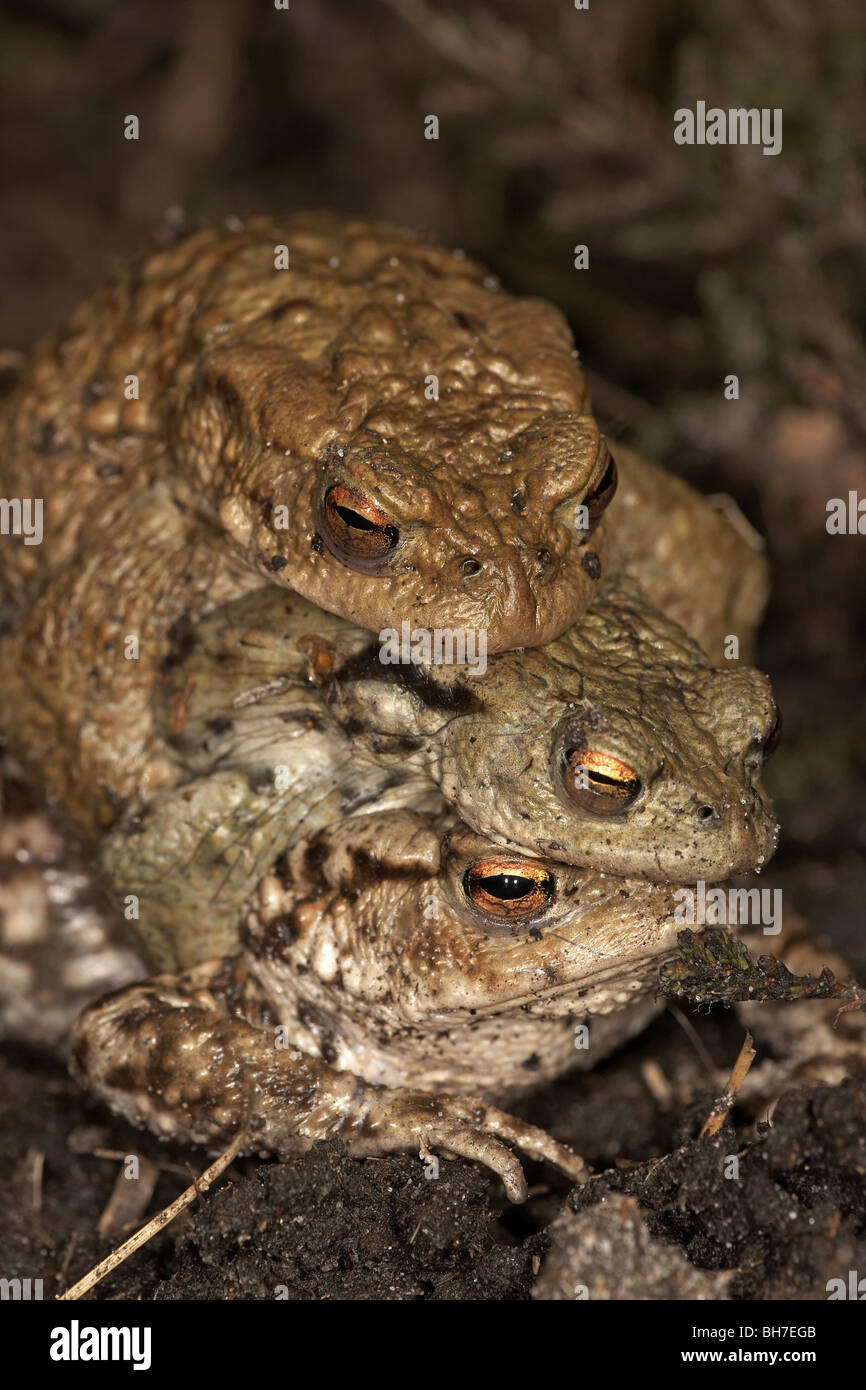 Crapaud commun, Bufo bufo paire accouplée en amplexus avec un deuxième mâle sur l'étang de reproduction, pour Allerthorpe commun, East Yorkshire, uk Banque D'Images