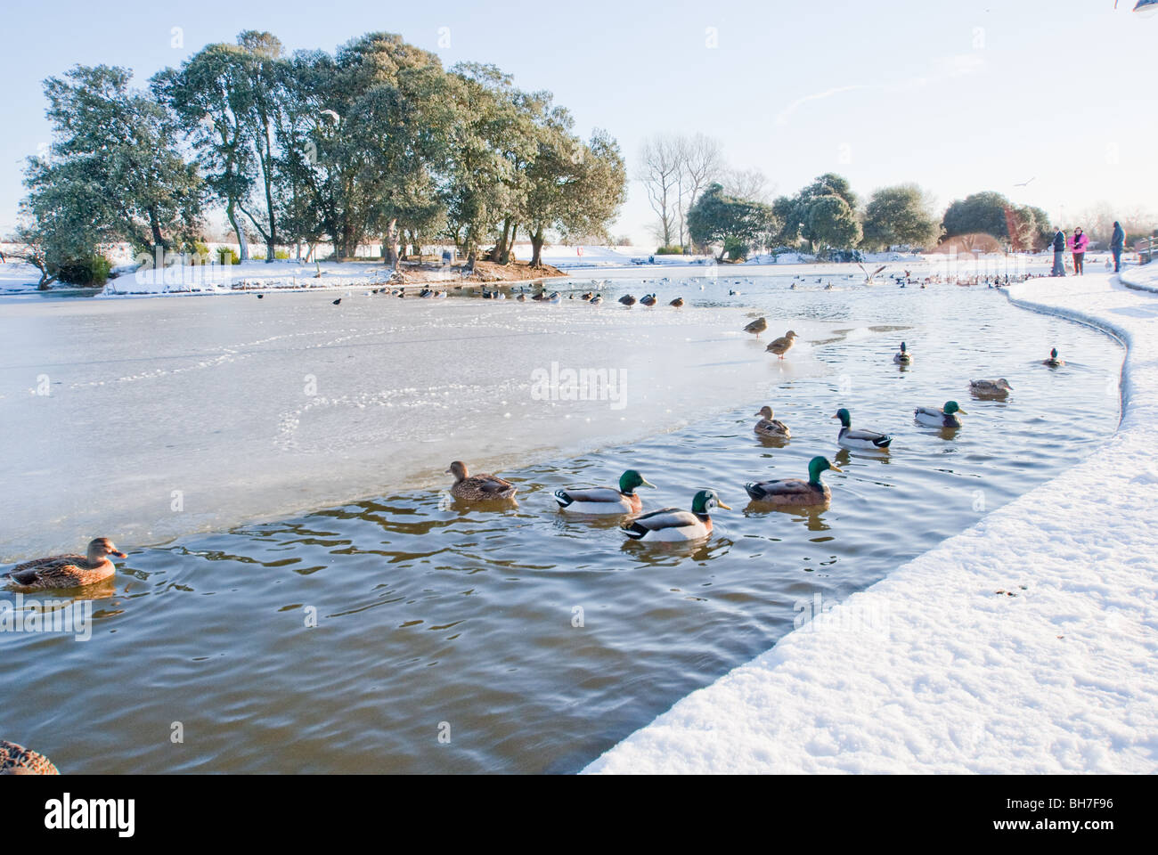 Le lac de plaisance, en hiver à Grimsby, North East Lincolnshire, Angleterre Banque D'Images