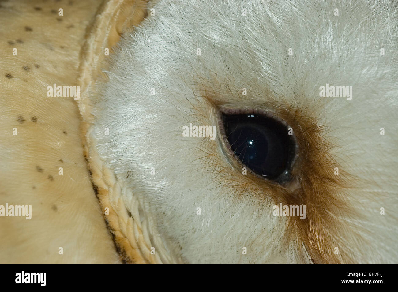 Portrait d'une captive d'effraie des clochers (Tyto alba) Banque D'Images