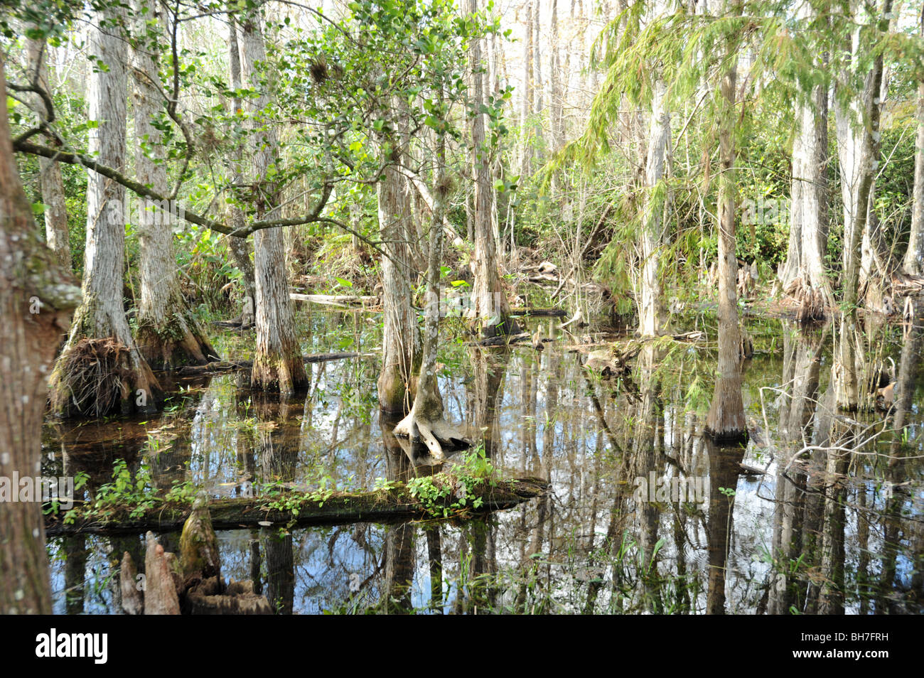 Arbres dans les marécages des Everglades de Floride USA Banque D'Images