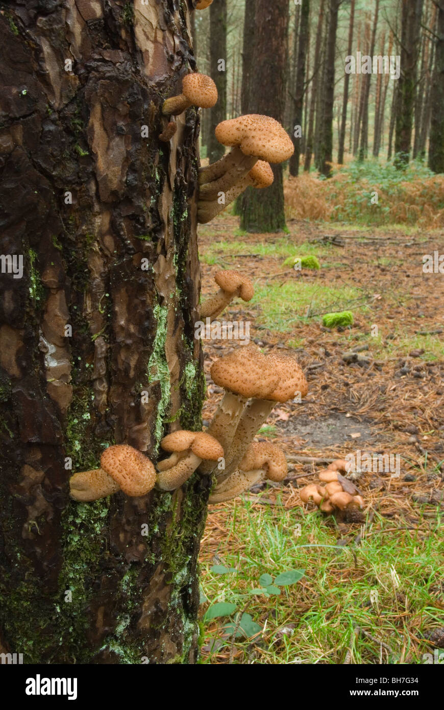 Champignons au miel communément connu sous le nom de pourriture restreint (Armillaria ostoyae) sur un tronc de pin. Banque D'Images