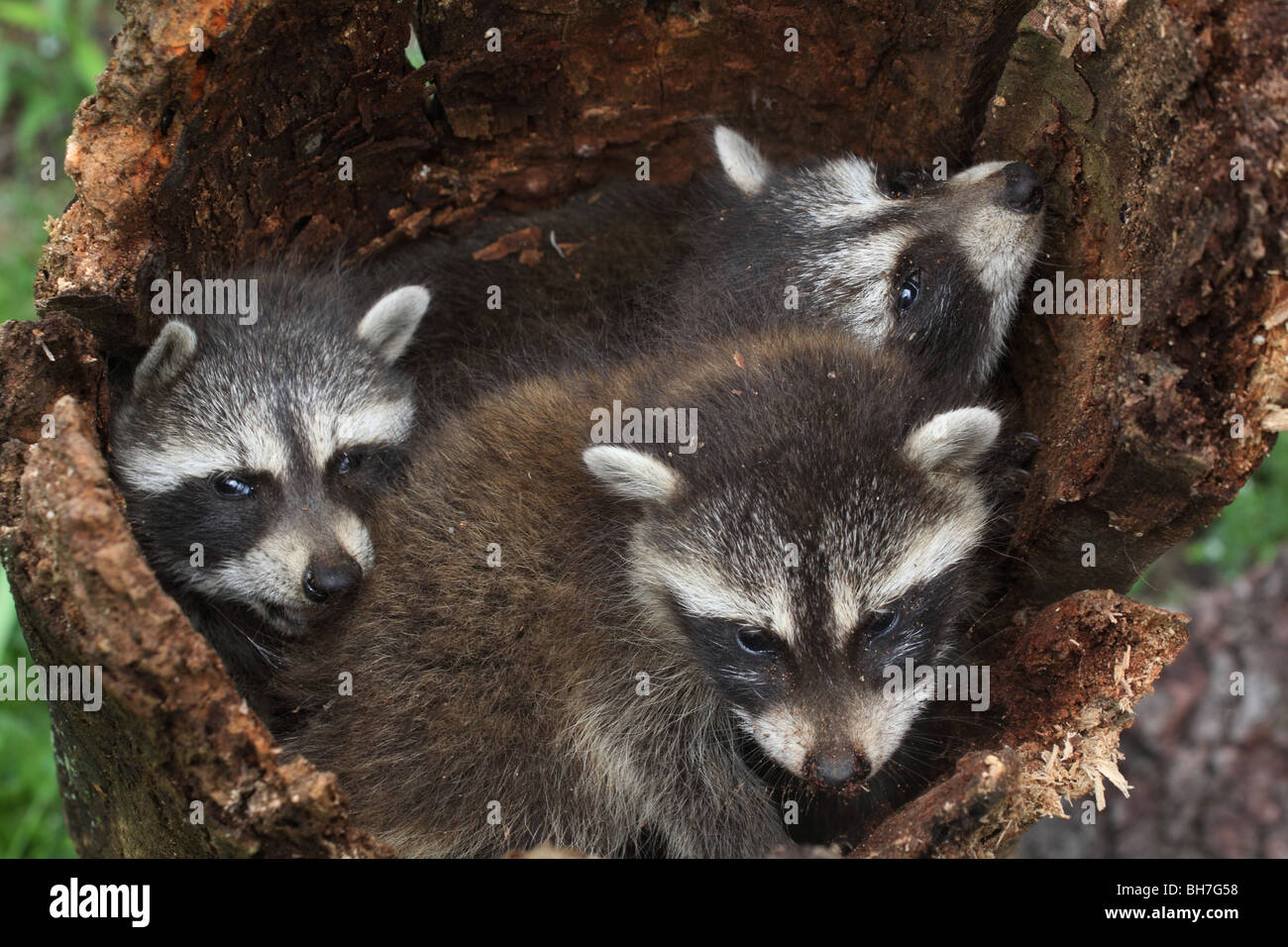 Bebe Raton Laveur Log Home Photo Stock Alamy