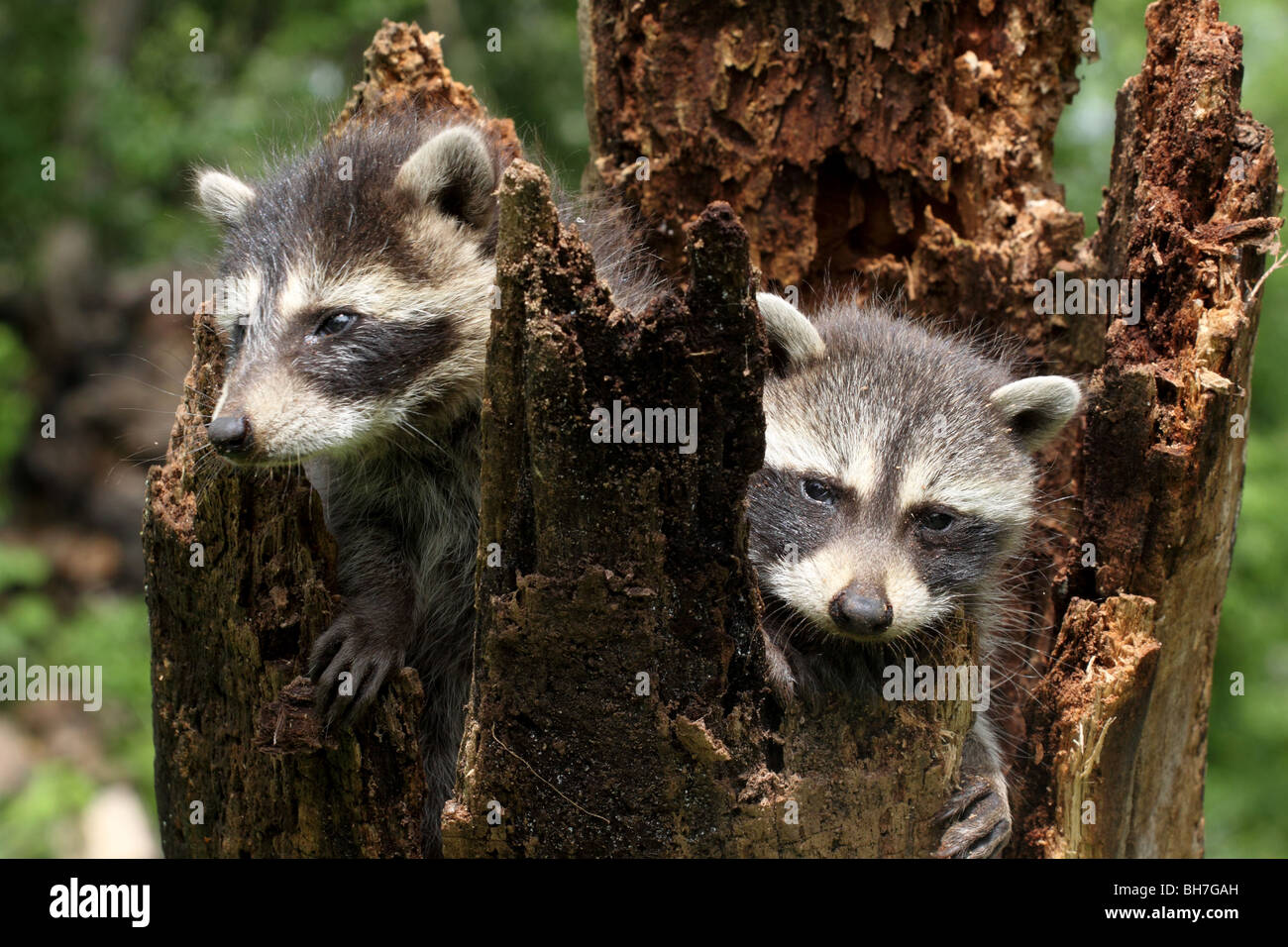 Bebe Raton Laveur Log Home Photo Stock Alamy