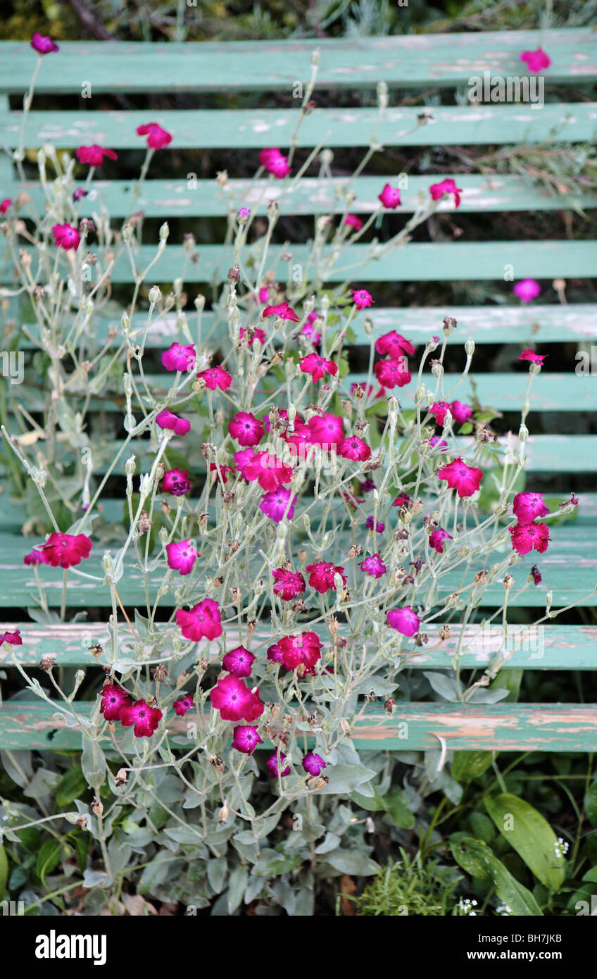 Sweet William Flower et banc Banque D'Images
