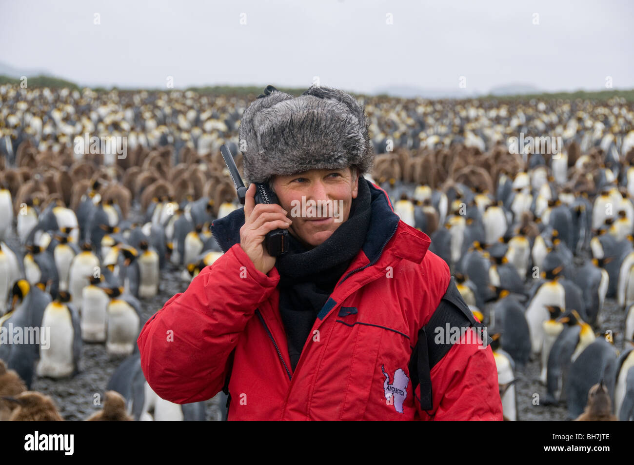 L'homme à l'aide d'un téléphone satellite dans l'Antarctique avec une grande colonie de manchots royaux dans l'arrière-plan Banque D'Images
