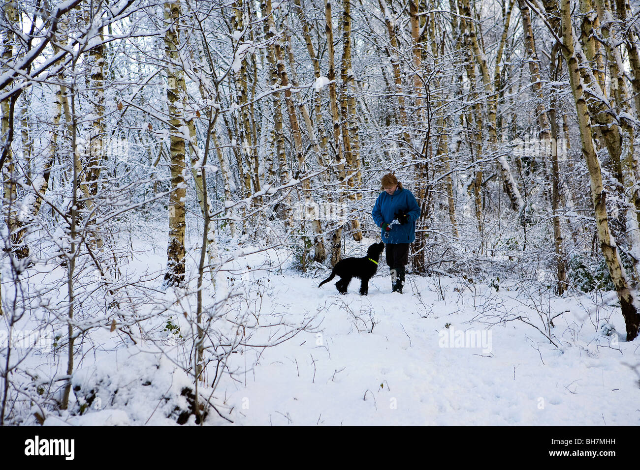 Lady walking dog le long d'un sentier à travers la neige a couvert les bouleaux d'argent dans un bois près de Stockton Heath, Warrington Banque D'Images