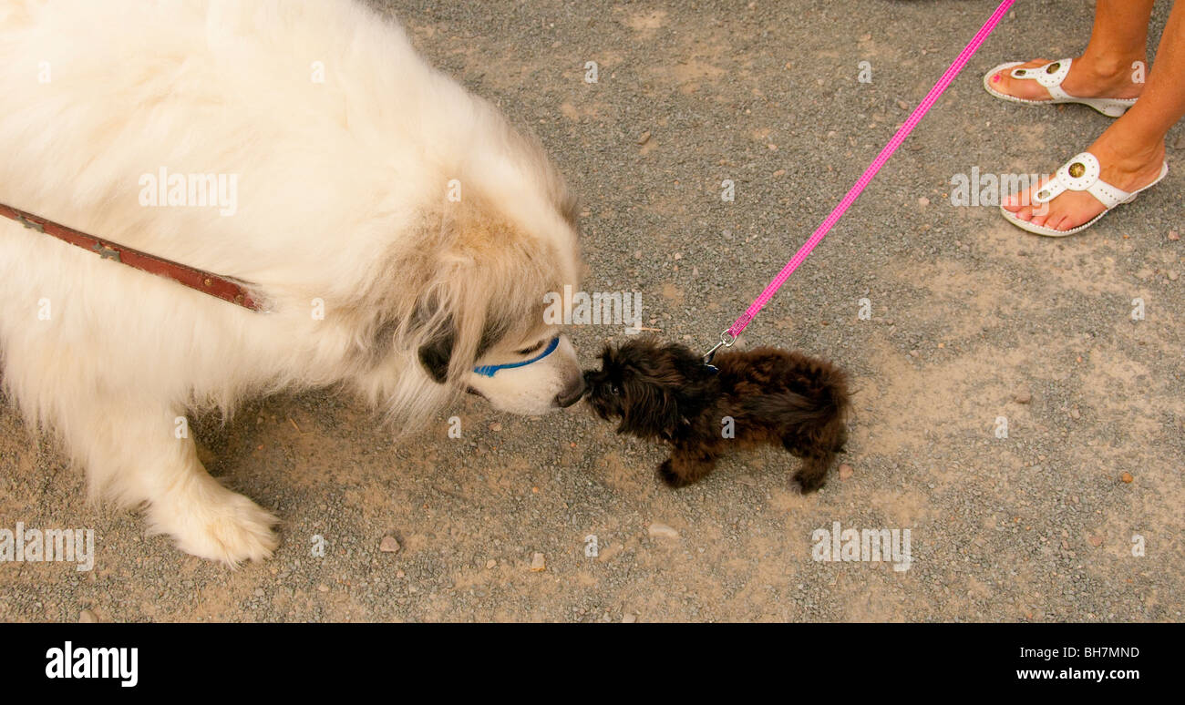 Avoir Images Les Chiens Humour Gros Chien Grande Reunion Pyrenees Petit Chien le plus cool par