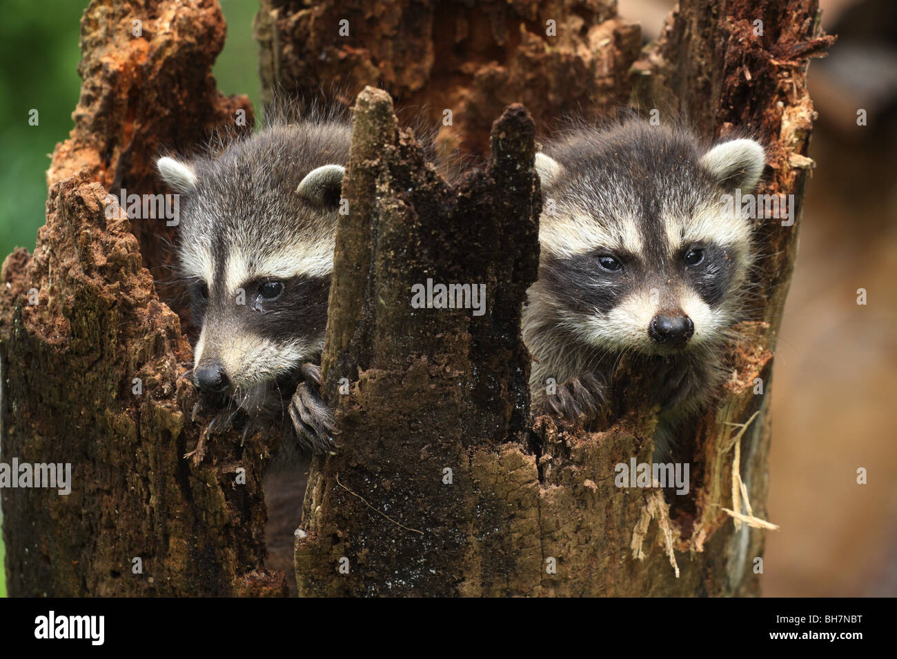 Bebe Raton Laveur Log Home Photo Stock Alamy