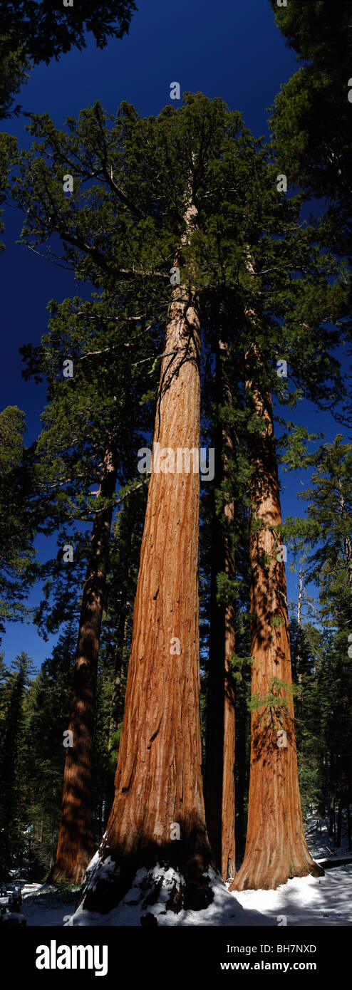 Les arbres Séquoia géant (Sequoiadendron giganteum), Mariposa Grove Banque D'Images