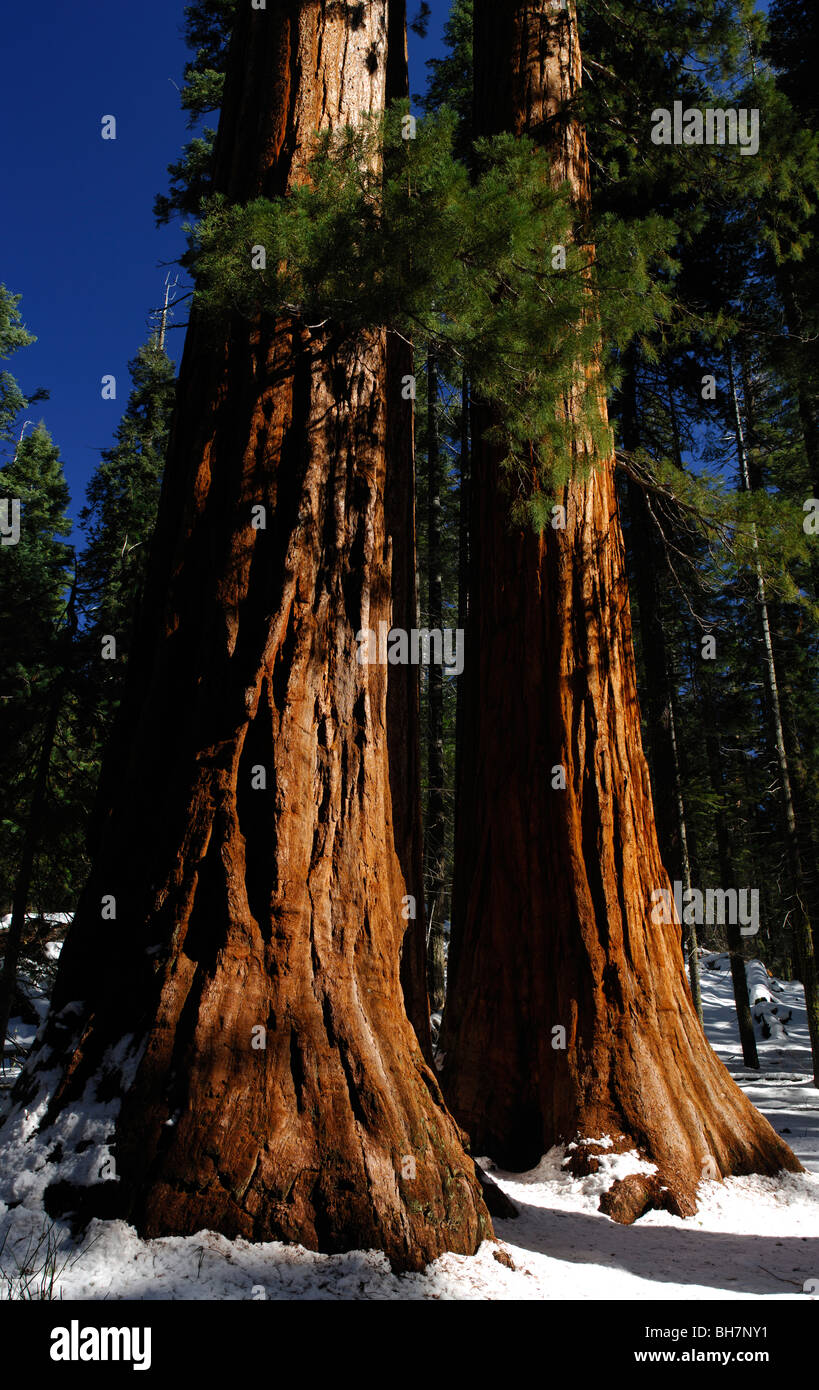 Les arbres Séquoia géant (Sequoiadendron giganteum), Mariposa Grove Banque D'Images