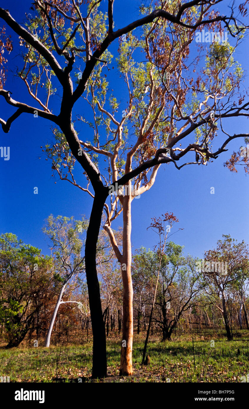 Eucalyptus brûlées par l'Australie, de brousse Banque D'Images
