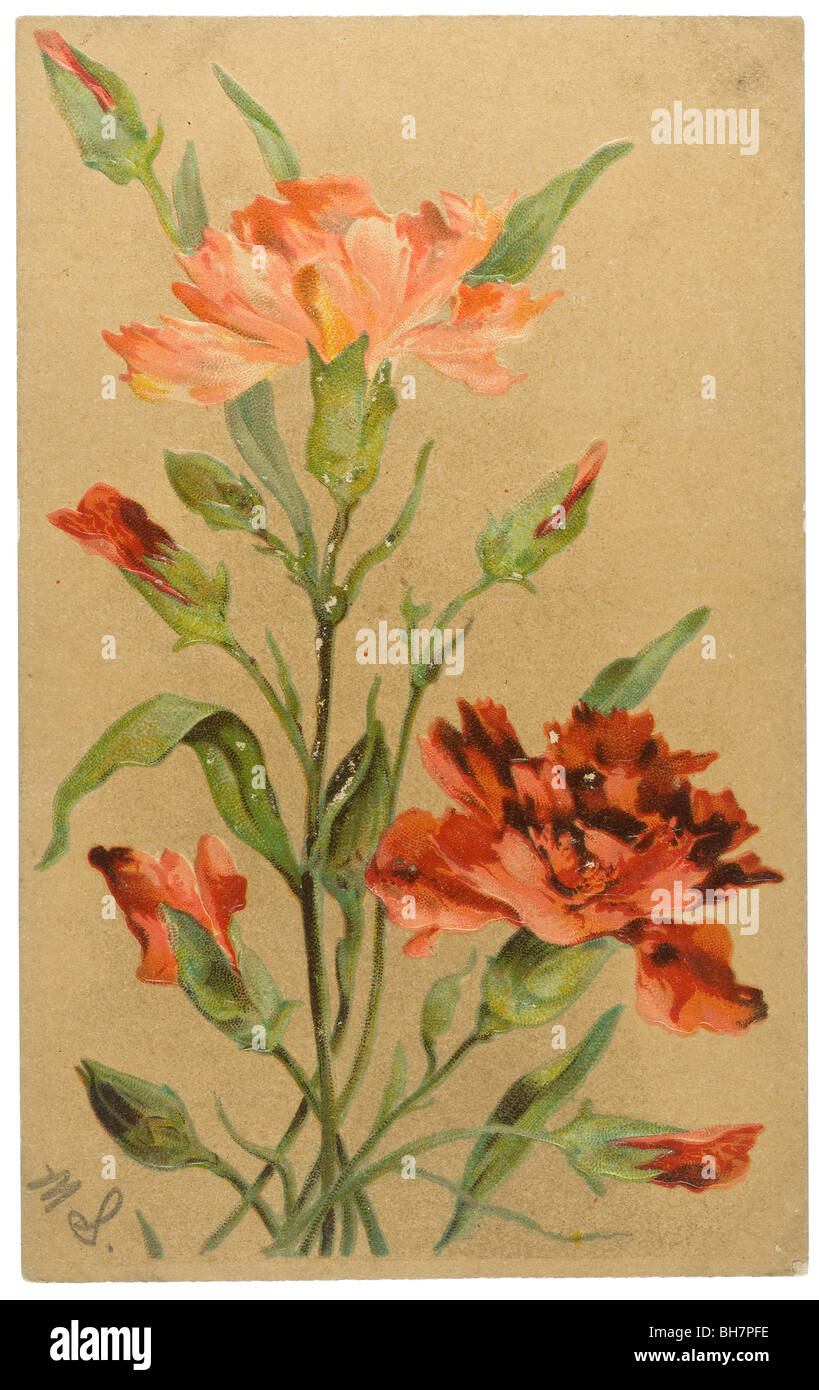 Carte postale vintage avec illustration d'Oeillets roses Banque D'Images