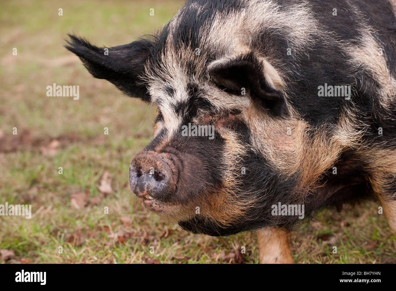 Cochons kune kune Banque de photographies et d’images à haute résolution Alamy