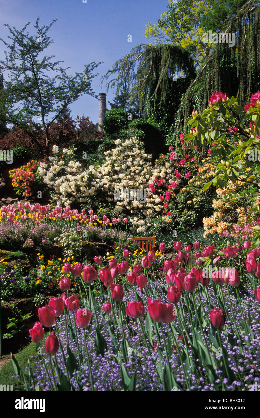 Fleurs de Printemps fleur au jardin Butchart, , Victoria, British Columbia, Canada Banque D'Images