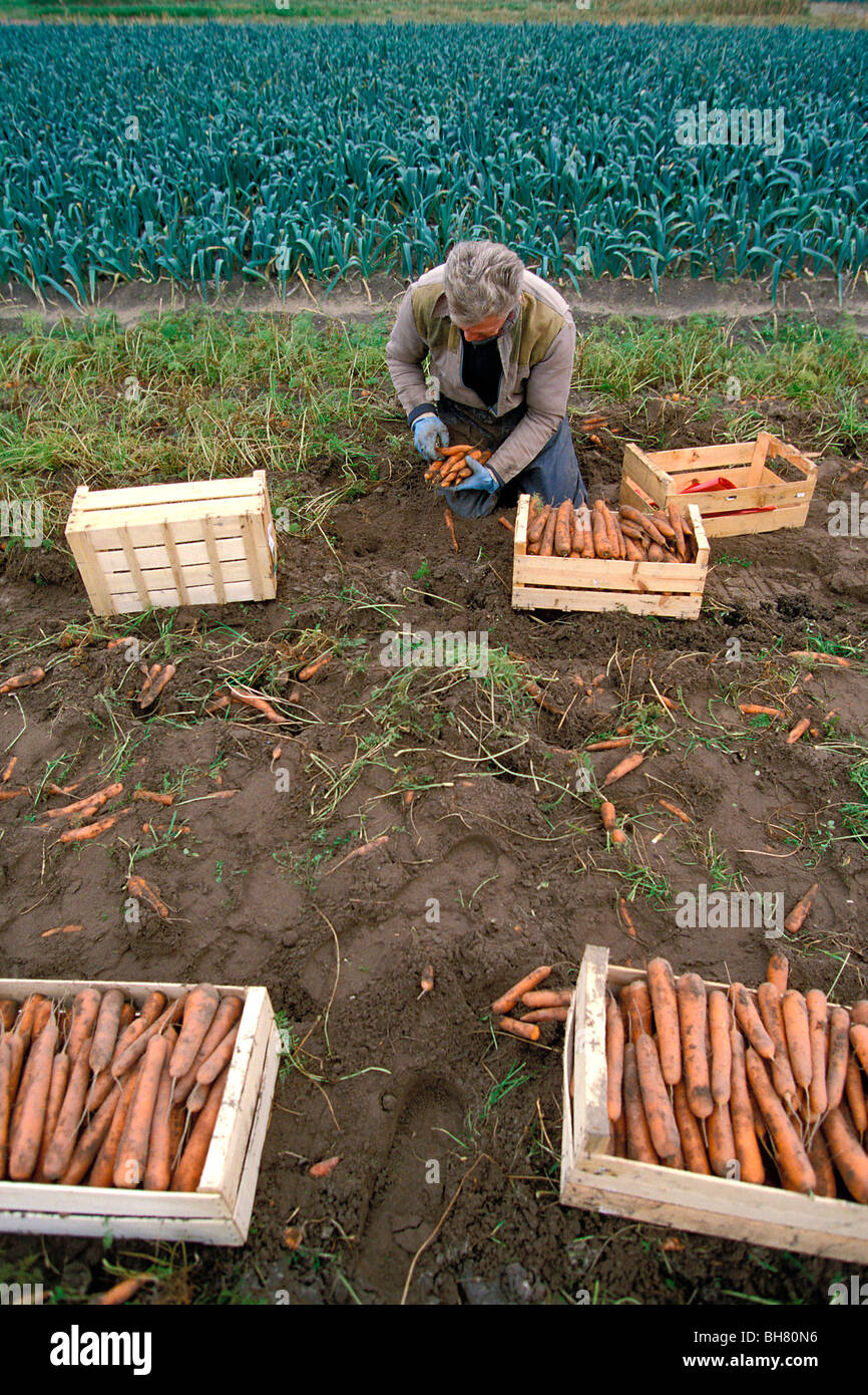 Culture biologique collecte les carottes et les poireaux, Corrèze, FRANCE Banque D'Images