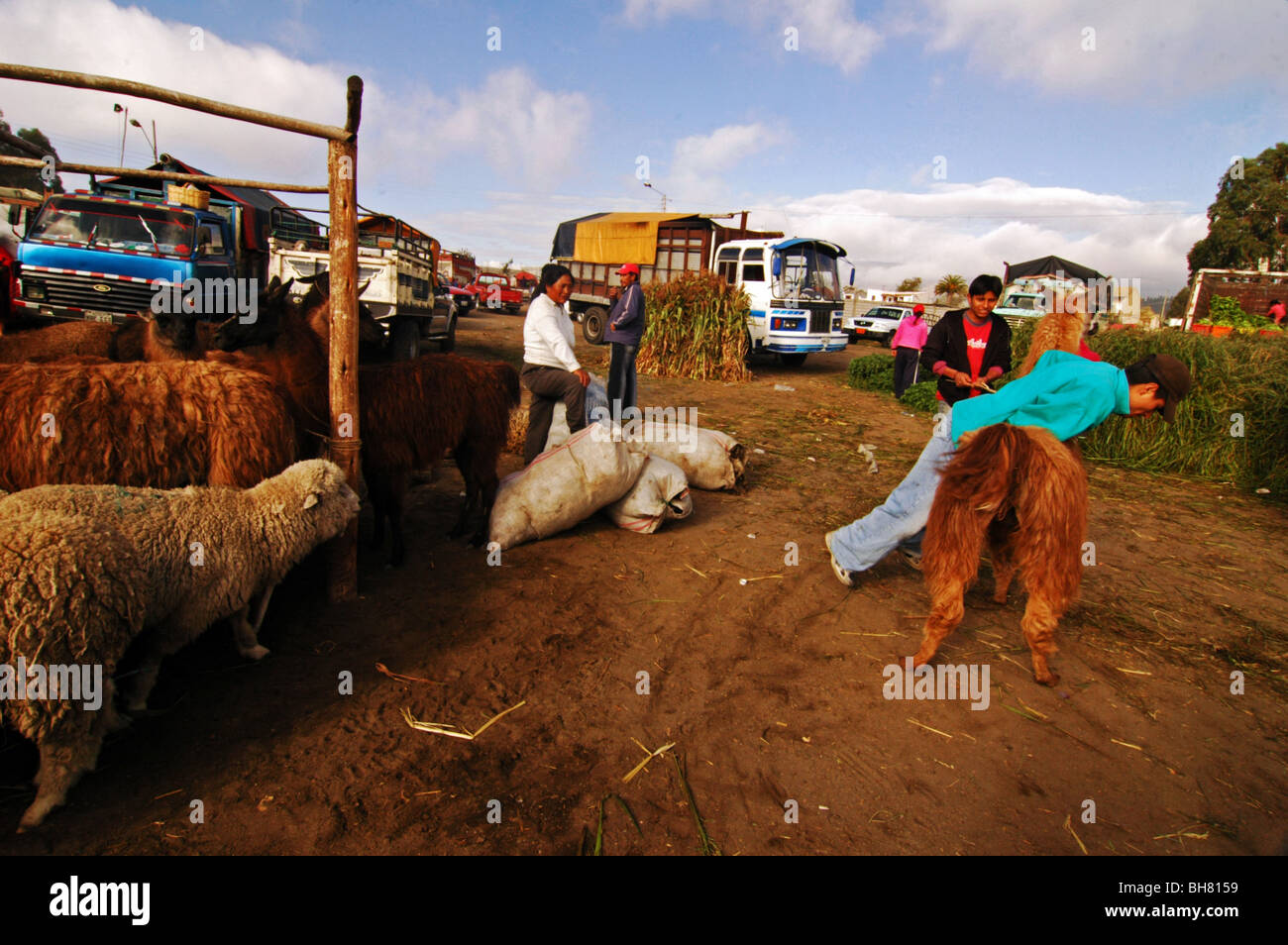 L'Équateur, de Saquisili, jeune homme essaie de monter un lama, au milieu des autres lama et de mouton avec les camions autour de against sky Banque D'Images