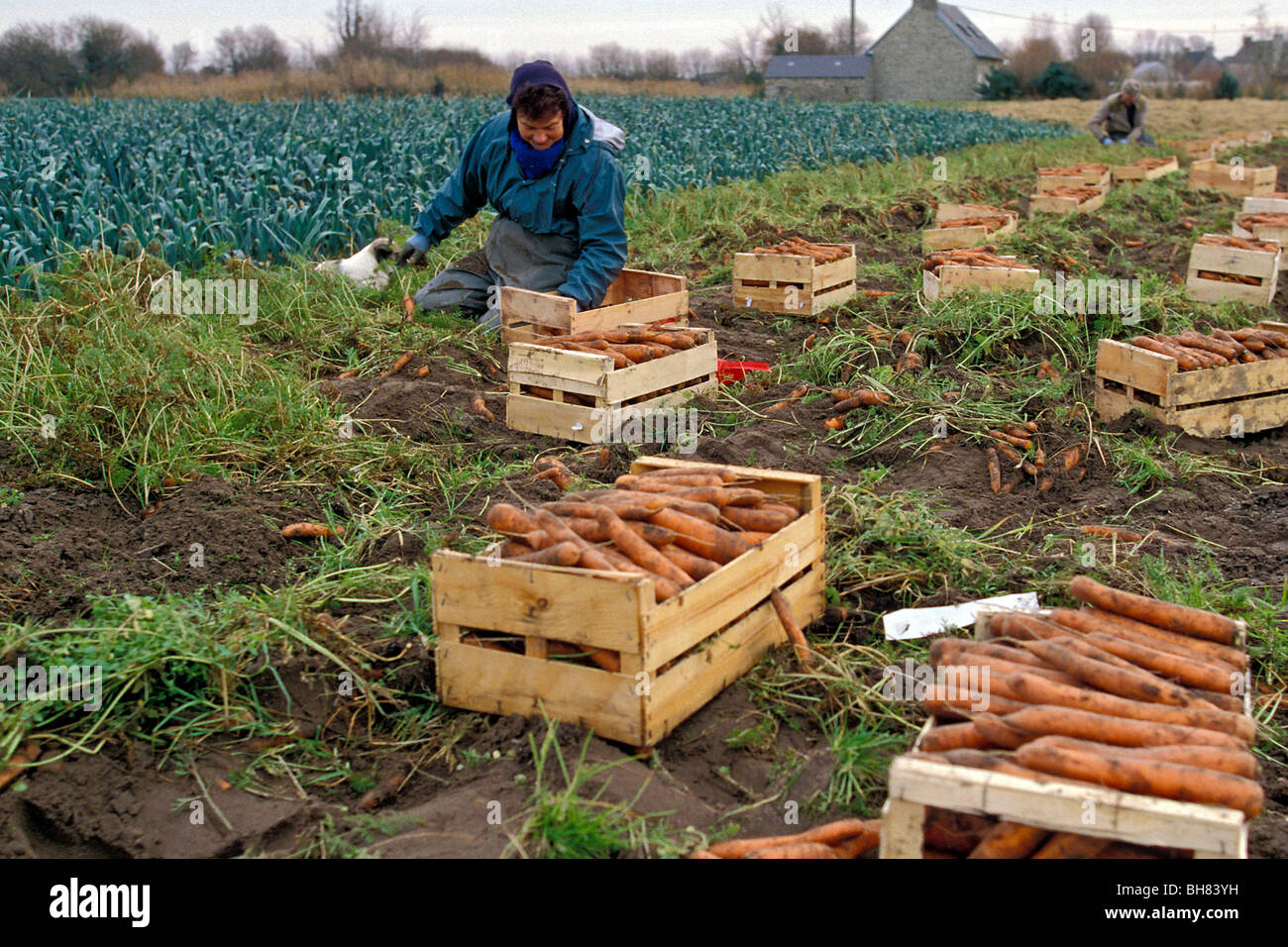 Culture biologique collecte les carottes et les poireaux, Corrèze, FRANCE Banque D'Images