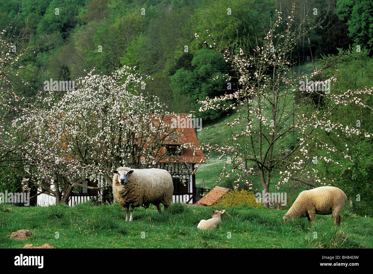 Mouton ET AGNEAU PRÈS DE POMMIERS EN FLEURS ET MAISON EN NORMANDIE, PAYS D'AUGE, Calvados, France Banque D'Images