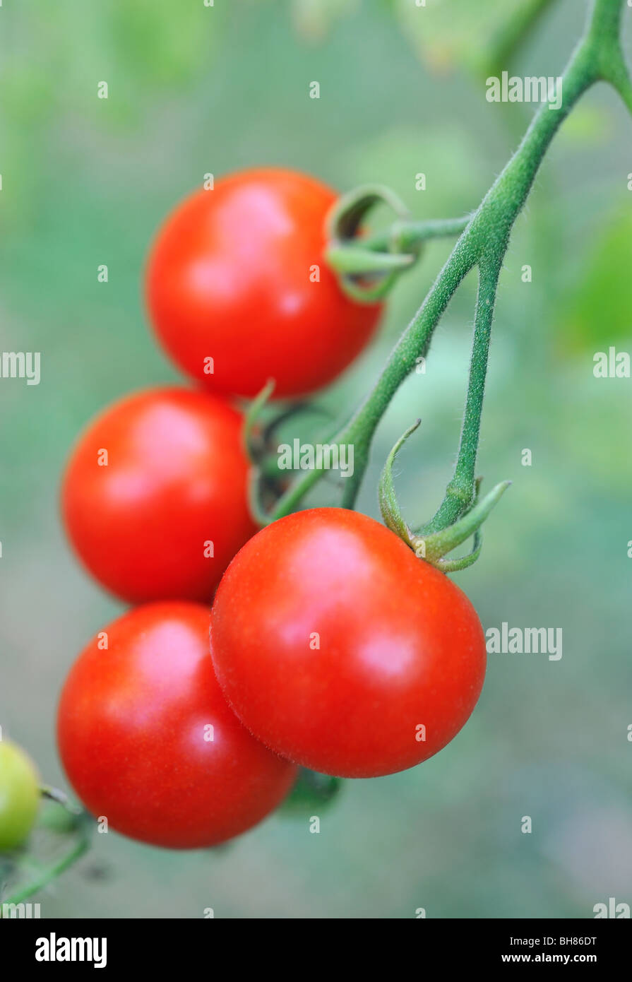 De plus en plus les tomates sur vigne Banque D'Images