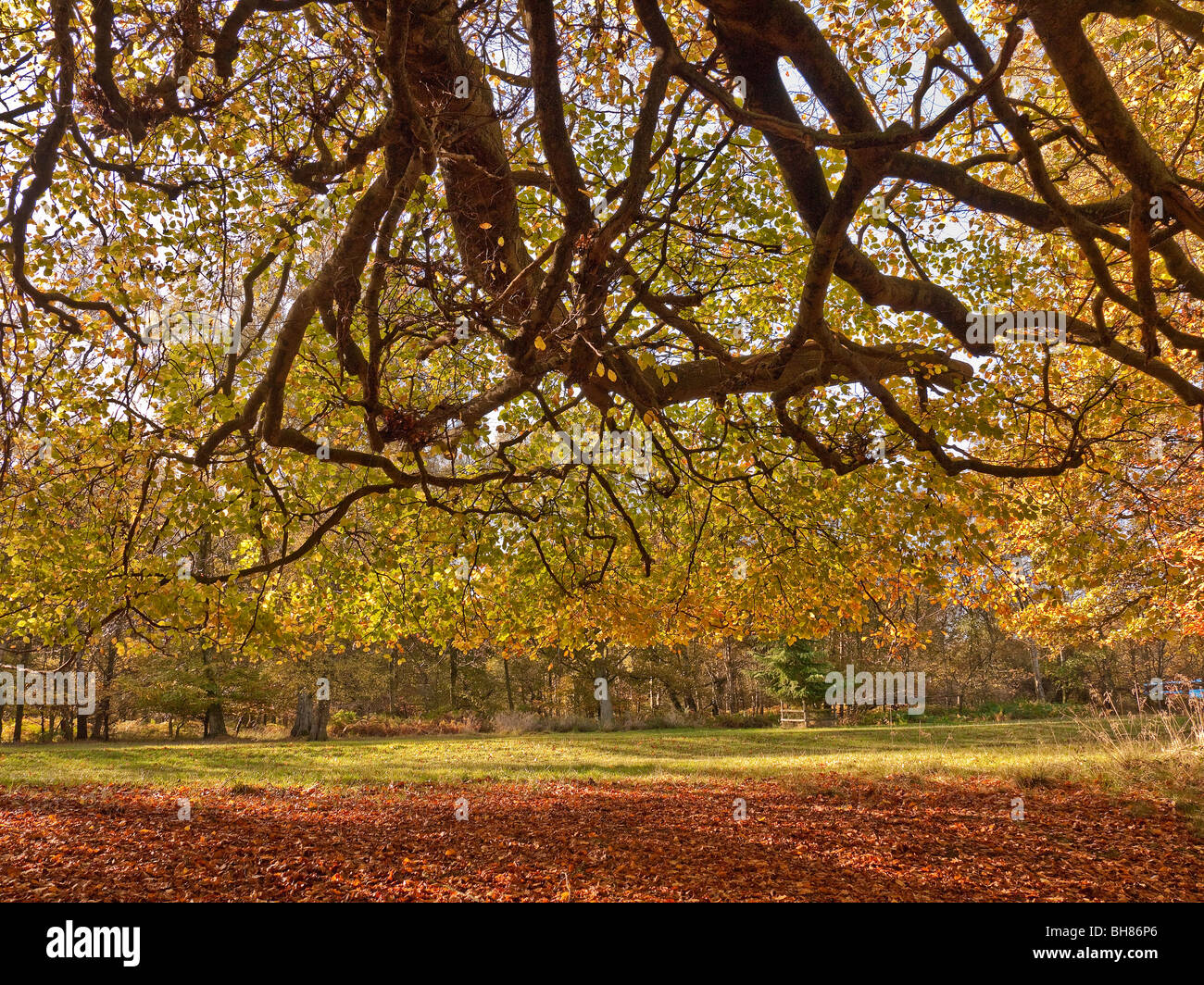 La couleur en automne dans les bois sur le Hertfordshire, Royaume-Uni Ashridge estate Banque D'Images