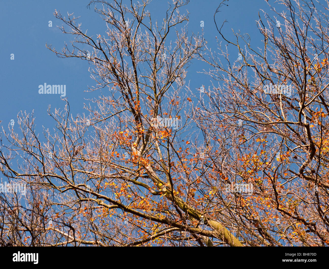 La couleur en automne dans les bois sur le Hertfordshire, Royaume-Uni Ashridge estate Banque D'Images