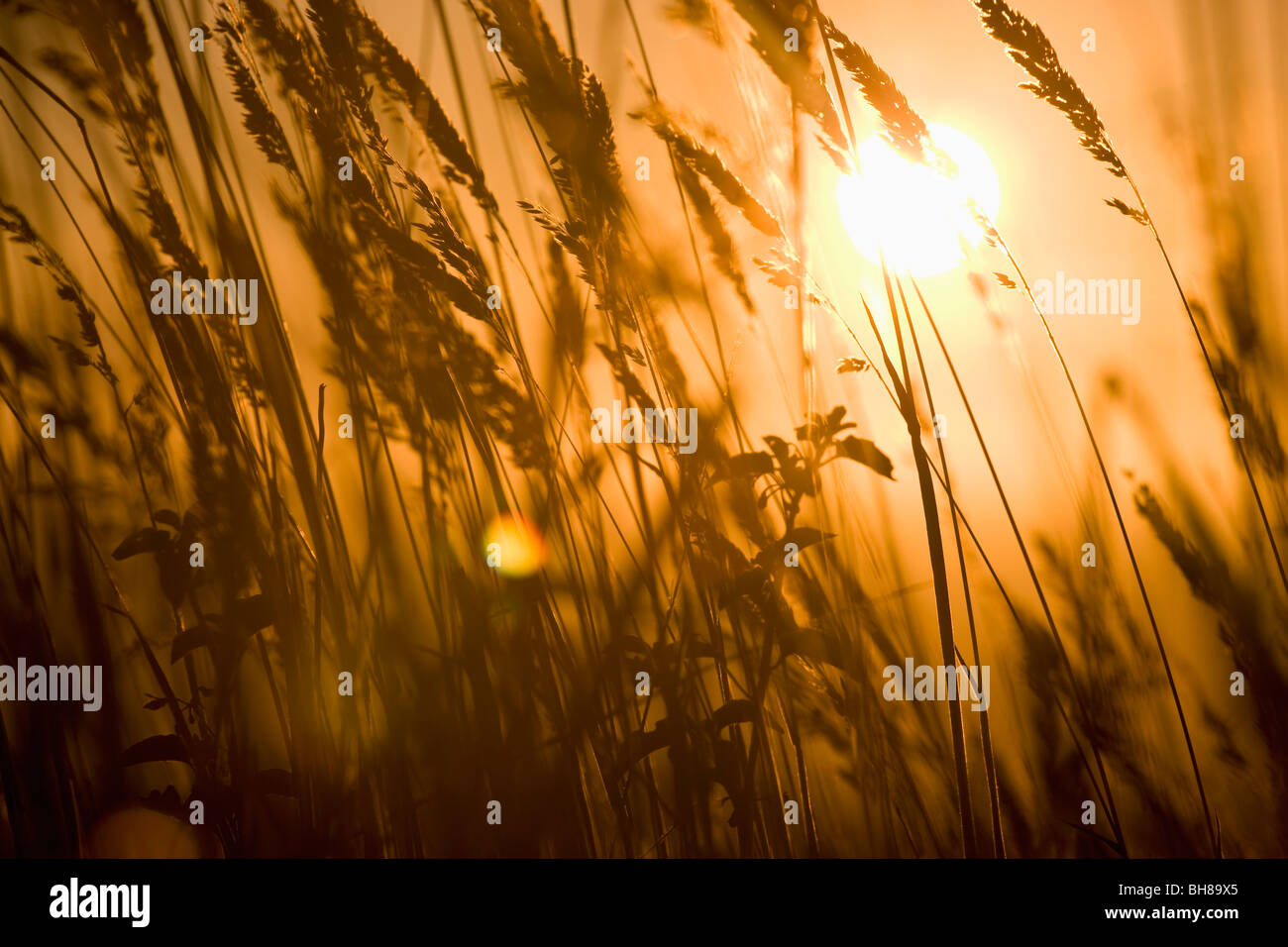 Détail de blé dans un champ au lever du soleil Banque D'Images
