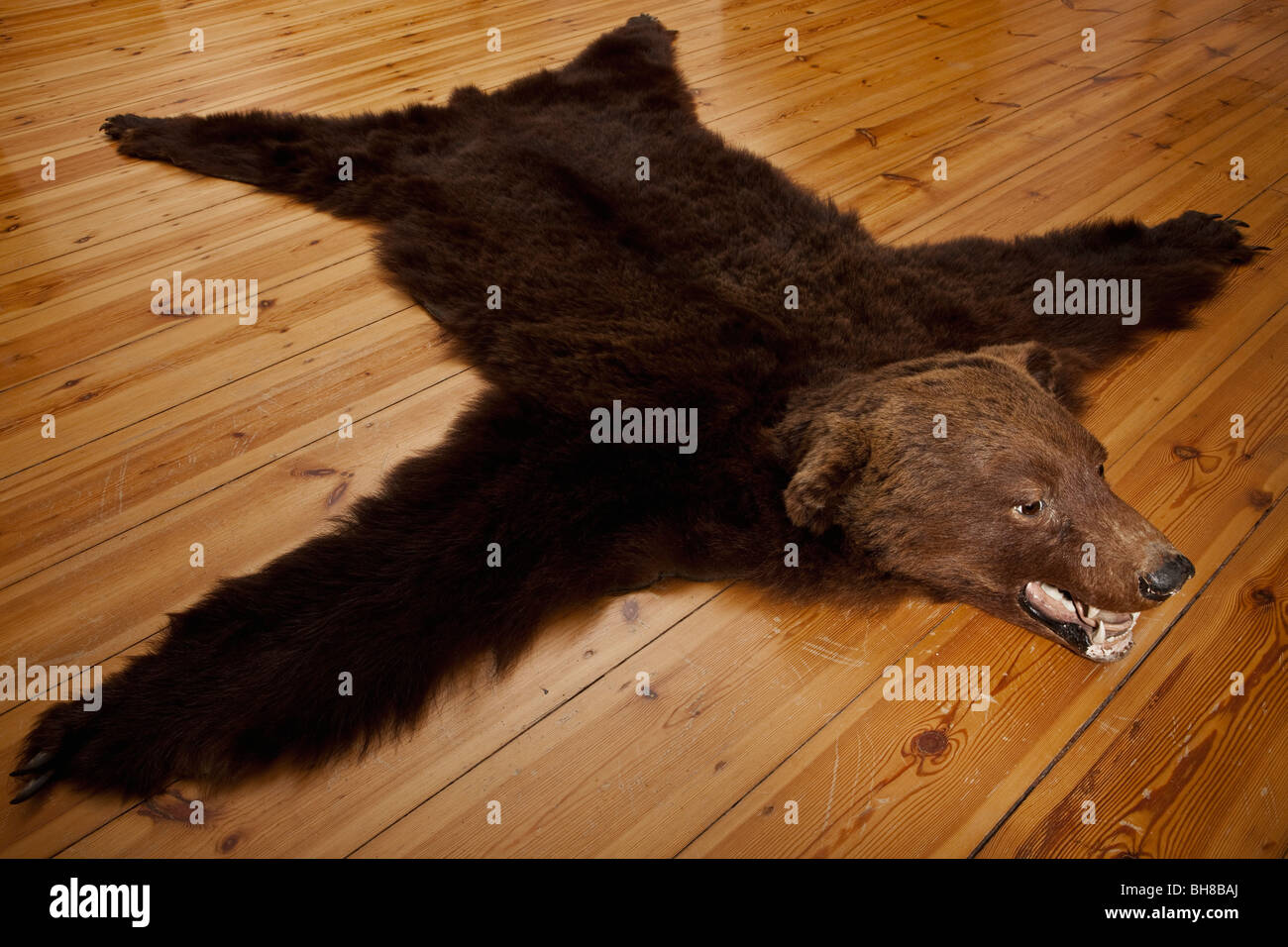 Une couverture de peau d'ours sur un plancher de bois Photo Stock - Alamy