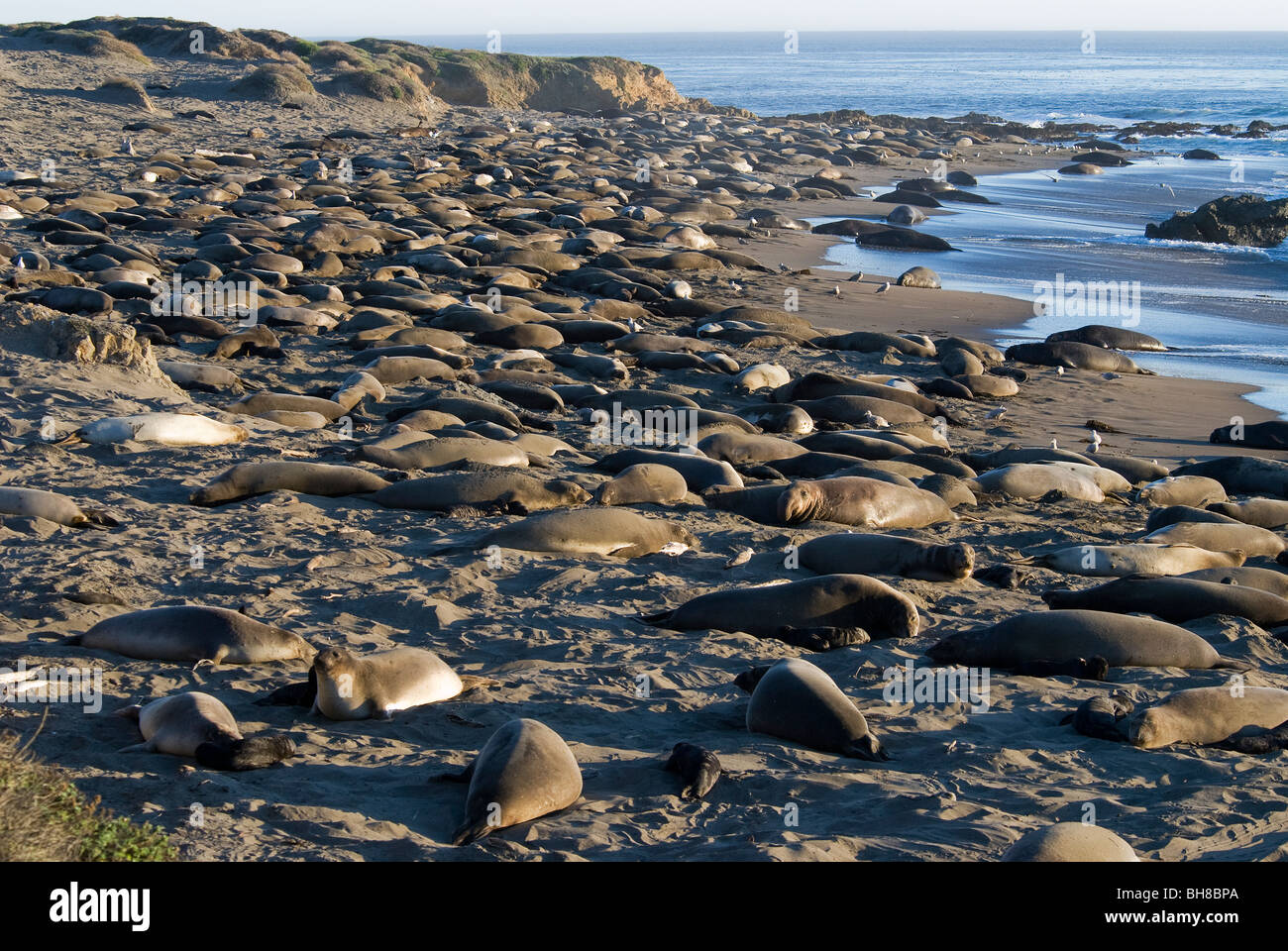 L'Éléphant de mer du Nord Mirounga angustirostris Piedras Blancas troupeau California USA Banque D'Images