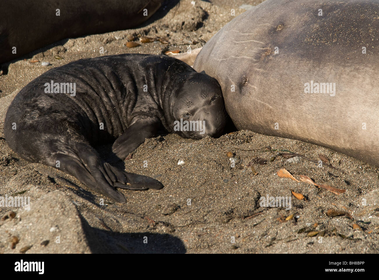 L'Éléphant de mer du Nord Mirounga angustirostris vache et veau California USA Piedras Blancas Banque D'Images