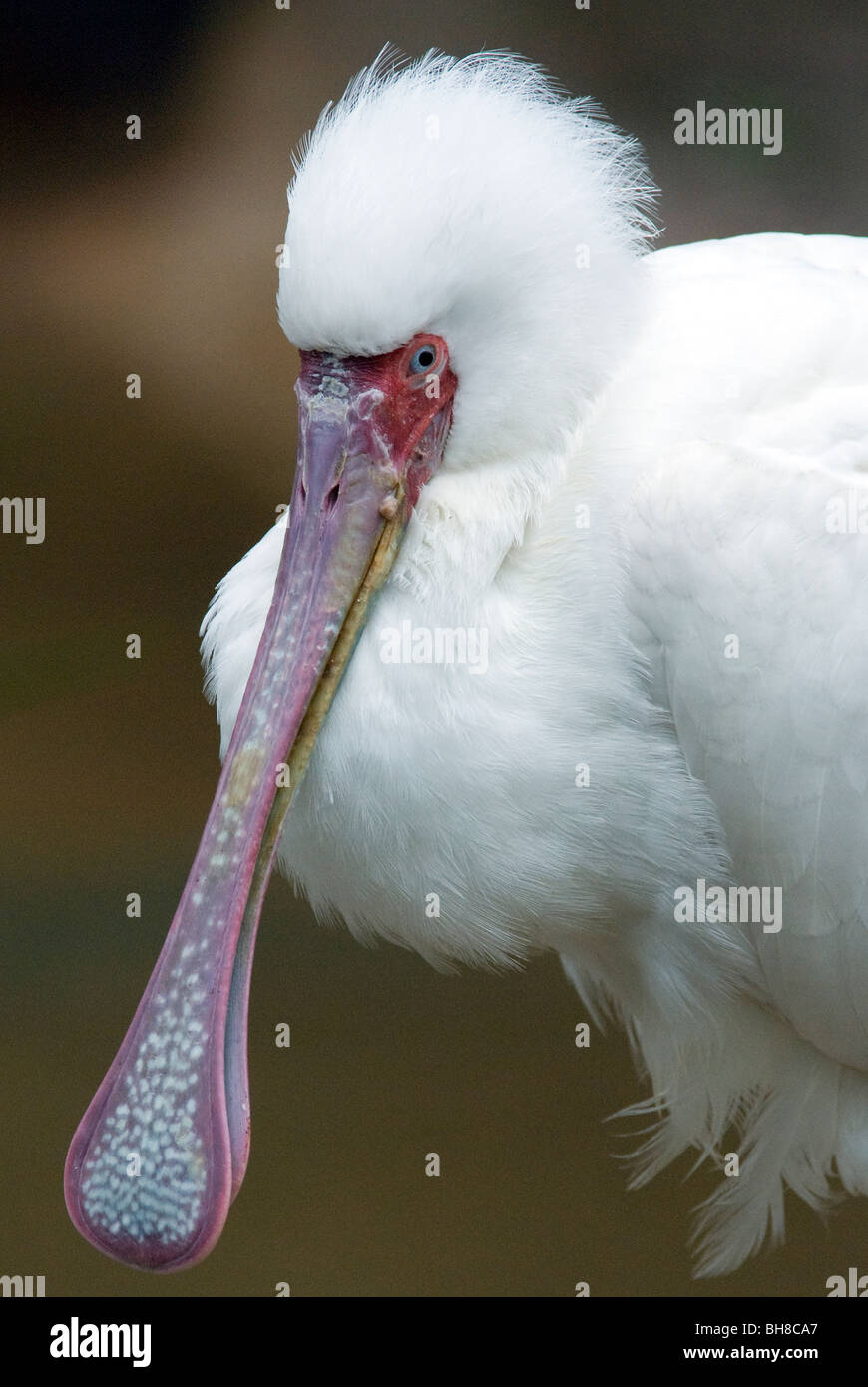 Spatule d'Afrique Platalea alba Wild Animal Park, California USA Banque D'Images