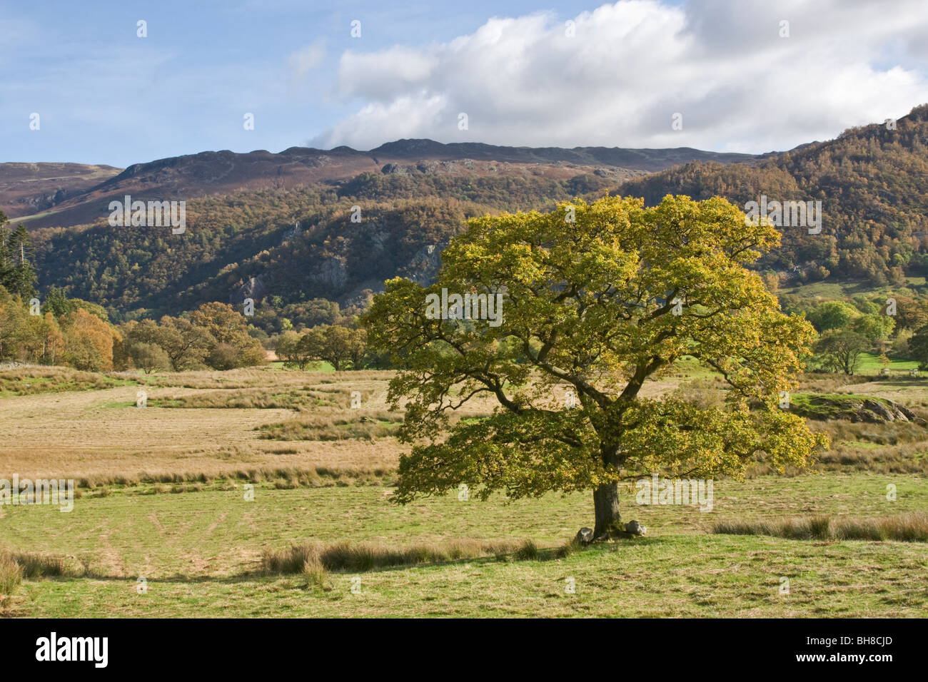 Oak tree in Borrowdale, Lake District, Cumbria Banque D'Images
