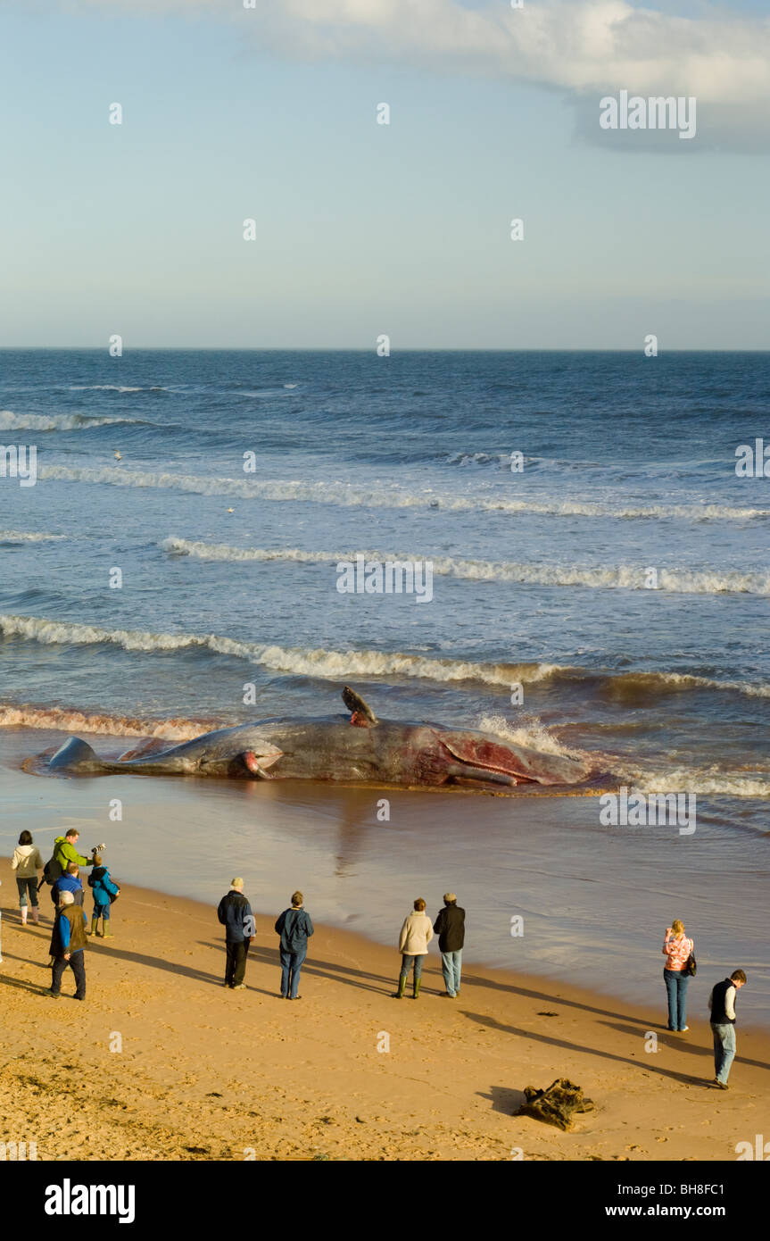 Les gens à la mort d'un cachalot (Physeter macrocephalus) échoués sur Balmedie Beach près de Aberdeen. Banque D'Images