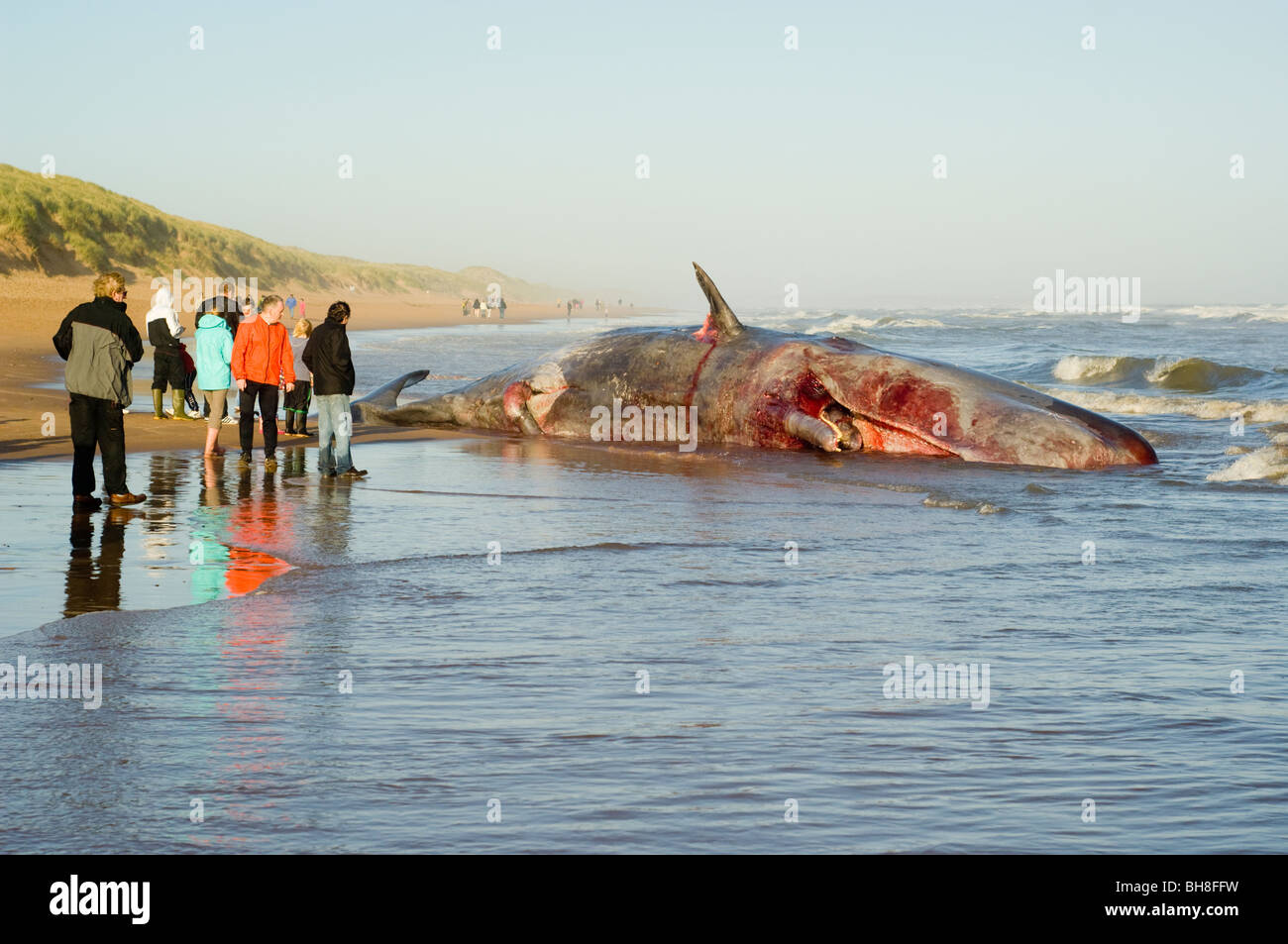 Les gens à la mort d'un cachalot (Physeter macrocephalus) échoués sur Balmedie Beach près de Aberdeen. Banque D'Images