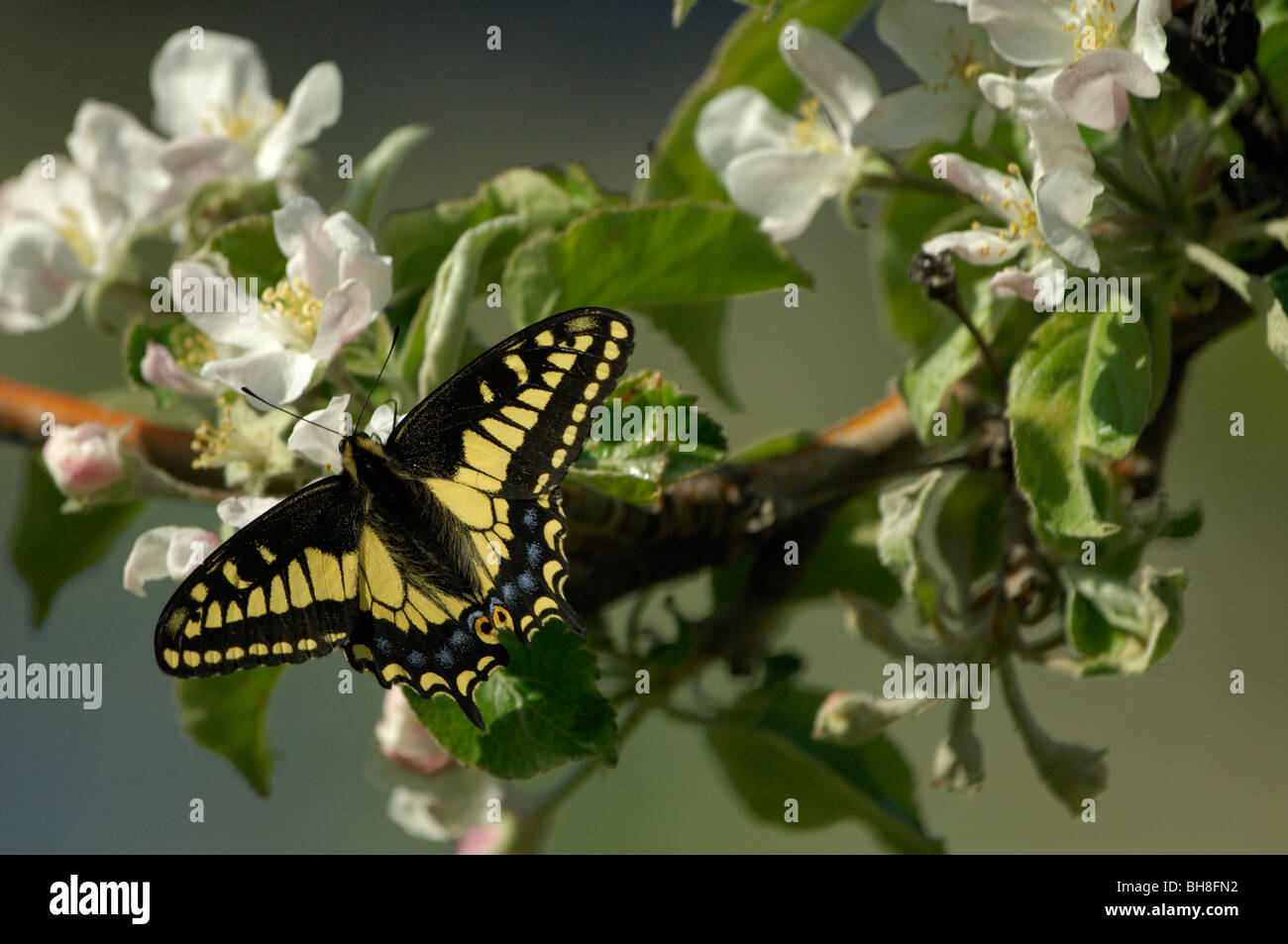 Papilio zelicaon Banque D'Images