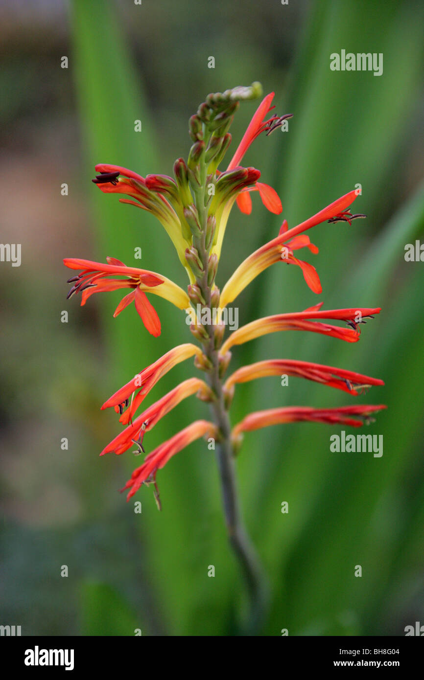 Le maïs de l'Afrique de l'Afrique de l'Cornflag, drapeau, fanions, Suurkanol Suurpypie ou Chasmanthe floribunda, Iridaceae, Afrique du Sud Banque D'Images