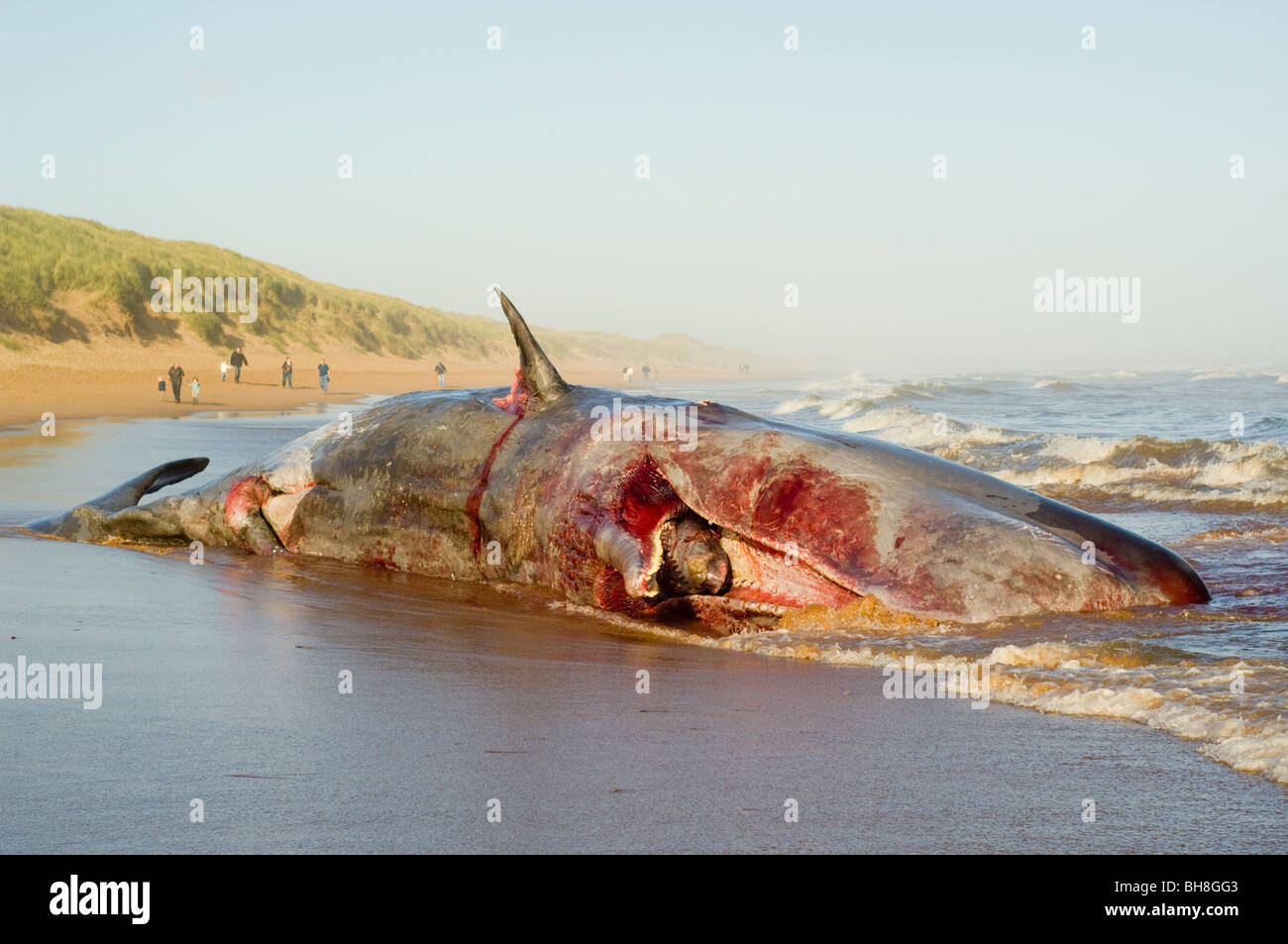 Mort d'un cachalot (Physeter macrocephalus) échoués sur Balmedie Beach près de Aberdeen. Banque D'Images