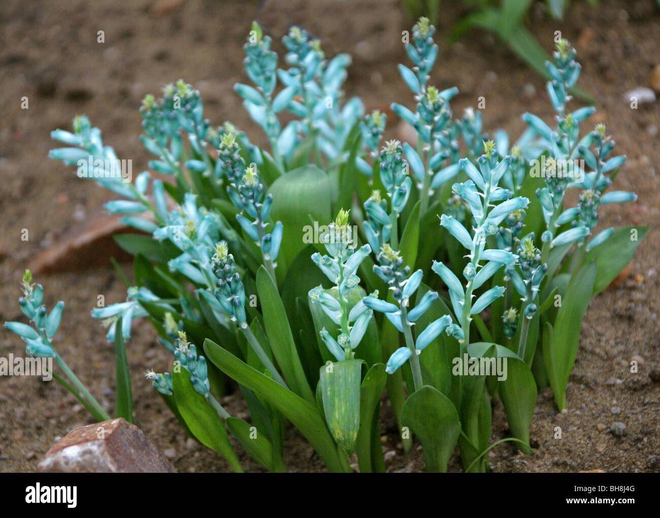Cap vert coucou bleu, Lachenalia viridiflora, Hyacinthaceae, Province du Cap, Afrique du Sud. Banque D'Images