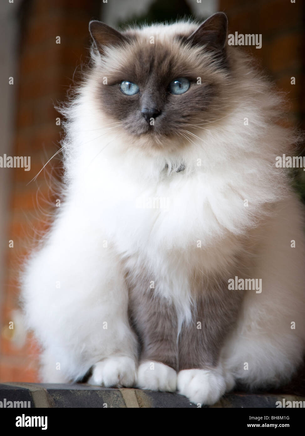 Race Chat Blanc Gris Yeux Bleu Sema