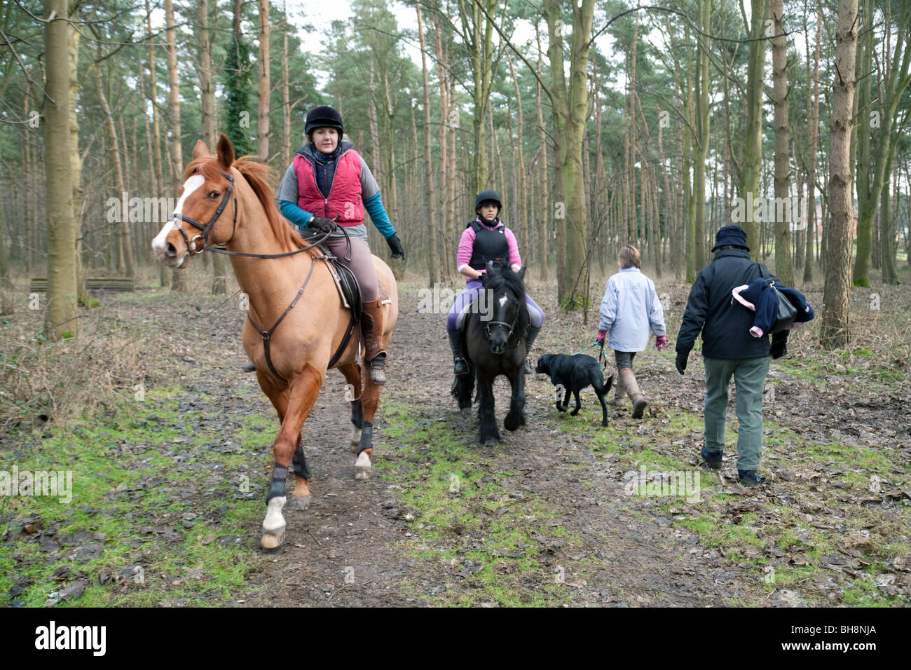 Les cavaliers et les femmes de promener le chien, vue arrière, la forêt de Thetford, Norfolk, UK Banque D'Images