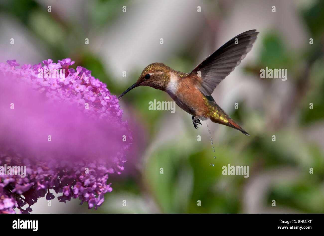 Colibri Roux Colibri roux Selasphorus rufus femelle se nourrissant de nectar d'une ...